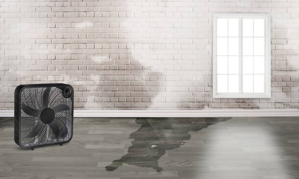 Best Water damage restoration mold remediation  in Clarinda, IA